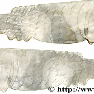 Dernière Chance CHINE Jeton de jeu en nacre pisciforme XIXe fwo_783800 Monde